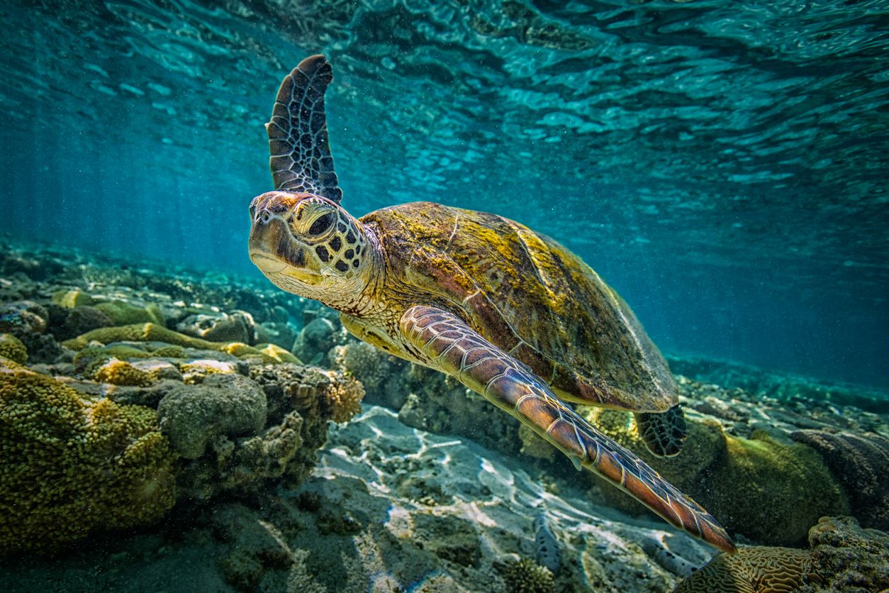 A turtle swimming in a crystal blue sea